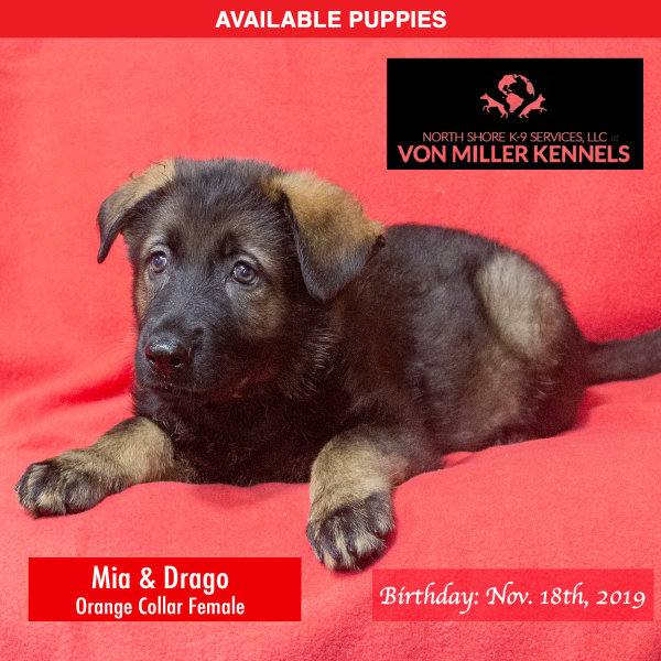 Von-Miller-Kennels_Puppies-German-Shepherds-11-18-2019-litter-Orange-Female-7